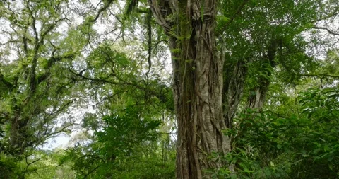 Big intertwined tree trunk in Tropical forest. Stock Footage 262428872