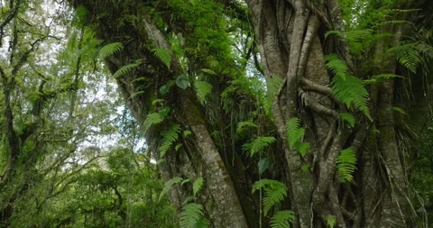 Big intertwined tree trunk in Tropical forest. Видео 262608324