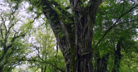 Big intertwined tree trunk in Tropical forest. Drone view of Bali. Stock Footage 271075594