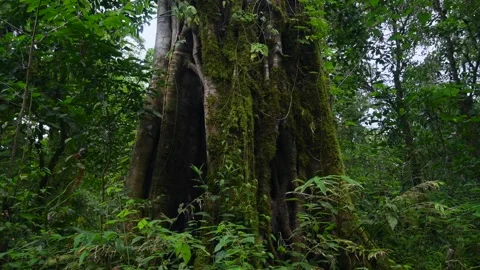 Big intertwined trees trunk in Tropical forest. Drone view of Bali. Stock Footage 278014416