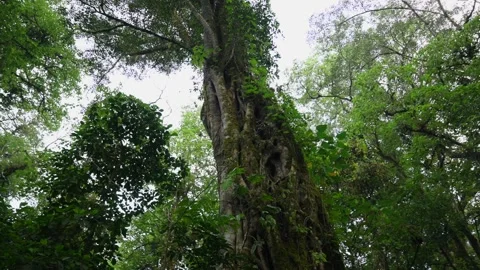 Big intertwined trees trunk in Tropical forest. Drone view of Bali. 스톡 동영상 278022721