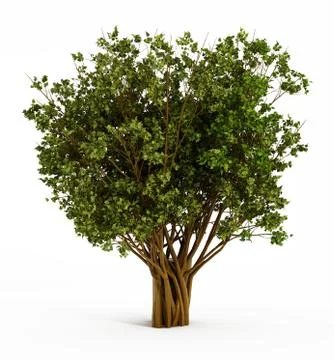 Big isolated tree Stock Illustration