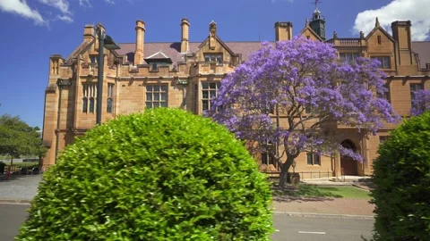 Big jacaranda tree Stock Footage 164295491
