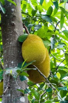 The big jackfruit on jackfruit tree Stock Photos