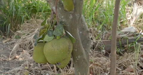 Big jackfruit ready to eat.The jackfruit tree has lots of fruit. Stock Footage 283484670
