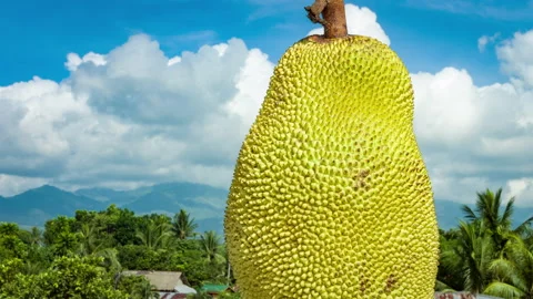 Big jackfruit revolves in the foreground, in the background nature Stock Footage 90732510