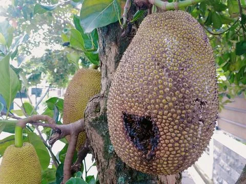 Big Jackfruit on Tree with Partial Damage Stock Photos