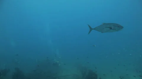 Big Jaks in the blue Stock Footage 22705477