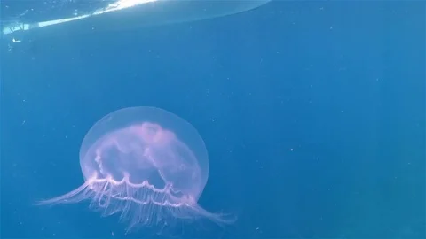 A big jelly fish floatig in the Caribbean sea Stock Footage 76935190