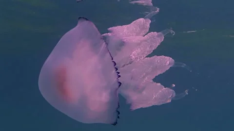 Big jellyfish closeup Stock-Footage 113521051