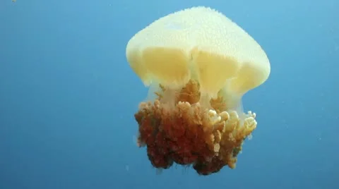 Big Jellyfish fish Stock Footage 10799640