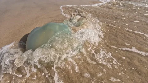 A big jellyfish Stock Footage 238361882