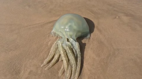 A big jellyfish 動画素材 238384481