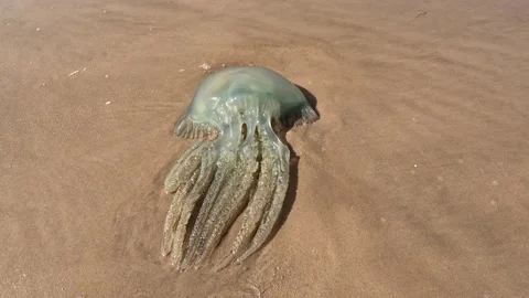 A big jellyfish 動画素材 239687675