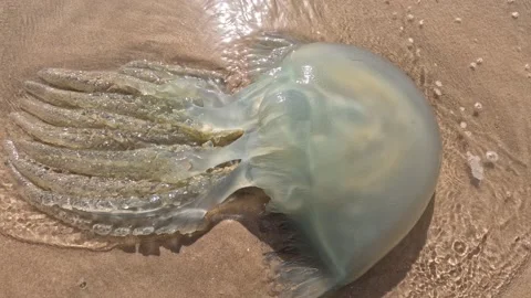 A big jellyfish 動画素材 239689083