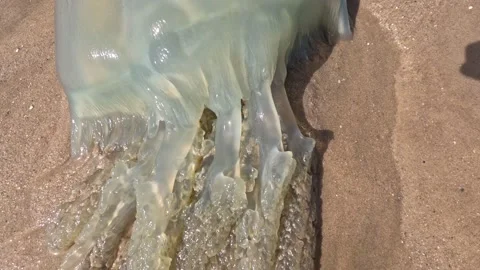 A big jellyfish 動画素材 239689416