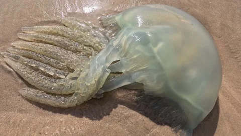 A big jellyfish Stock Footage 239689664