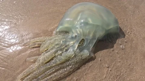 A big jellyfish 動画素材 239689869