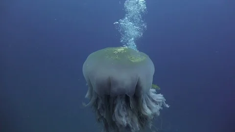 Big jellyfish with long tentacles Stock Footage 81266339