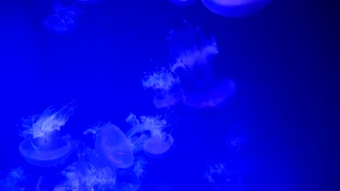 Big jellyfish in the oceanarium Stock Footage 233735721