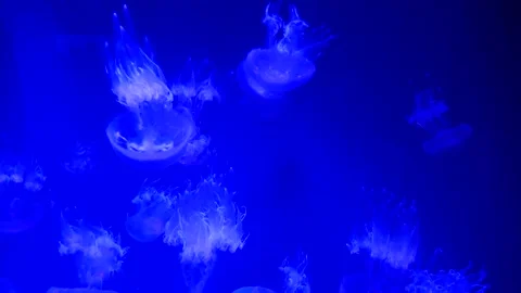 Big jellyfish in the oceanarium Stock Footage 233735734