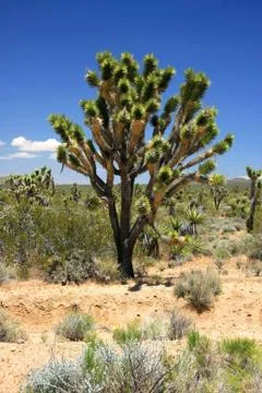 Big Joshua Tree Stock Photos