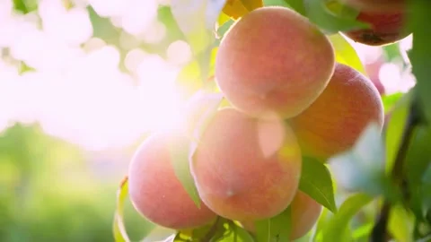 Big juicy peaches on the tree. Fruits ripen in the sun. Peach on a branch. Stock Footage