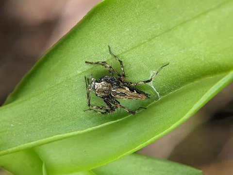 Big jumping spider on a leaf getting ready to pounce Stock Photos