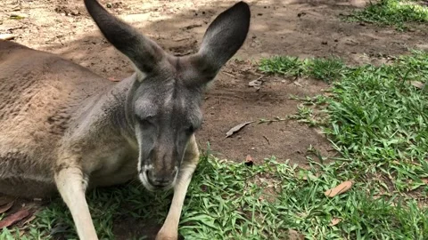 Big kangaroo laying down on the grass Stock Footage 137772501
