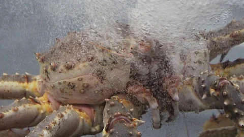 Big king crab in aquarium Stock Footage 76876875