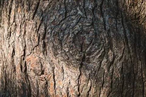 Big knot in the bark of a pine tree Stock Photos