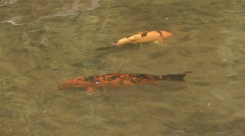 Big koi fish feeding 스톡 동영상 3125473