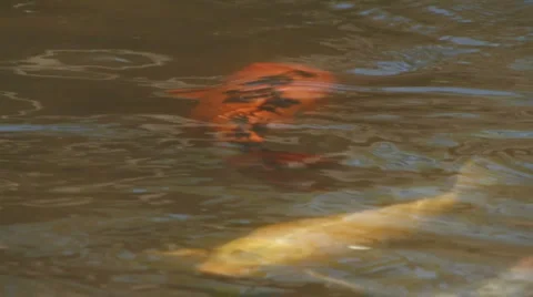 Big koi fish 스톡 동영상 3128238