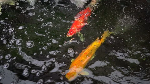 Big koi fish in pond, red and golden colorful carp fish under water beauty Stock Footage 141380365