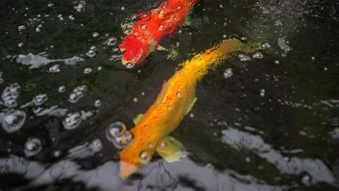 Big koi fish in pond, red and golden colorful carp fish under water beauty 库存影片 141380469