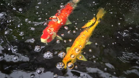 Big koi fish in pond, red and golden colorful carp fish under water beauty Видео 141381163