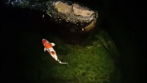 Big Koi fish Swimming in The Pond of Thailand Garden Stock Footage 144236366