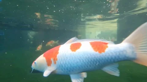 Big Koi under water Stock Footage 196794640