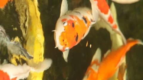 Big kois in the pond Stock Footage 10904726