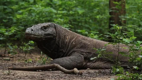 Big Komodo Dragon Looking Around Stock Footage 82329812
