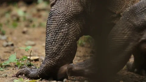 Big Komodo Dragon Walking Stock Footage 82329807