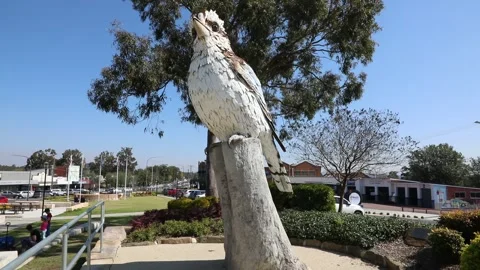 The Big Kookaburra Stock Footage 249992975