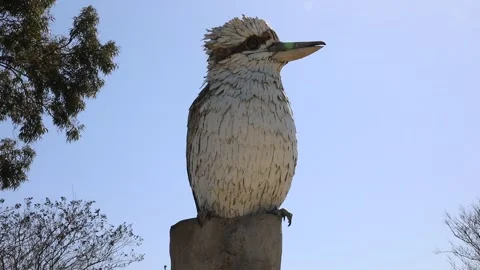 The Big Kookaburra Stock-Footage 249993001