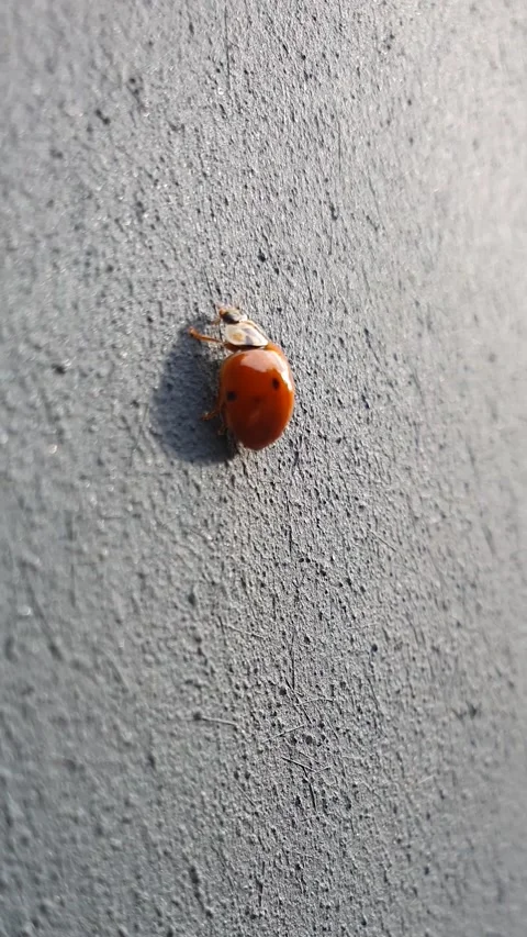 A big ladybird bug on a grey texture wall outside. Macro 4K Stock Footage 141505989