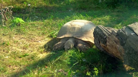 A big land tortoise inside its enclosure at the zoo. Stock Footage 240581101