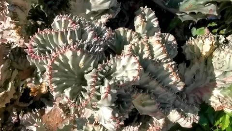 Big large twisted tropical cactus Cactus plant silver green blue. Stock Footage 328275600