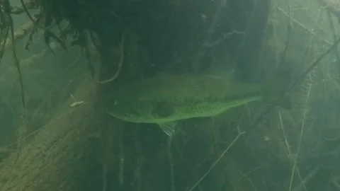 Big largemouth Bass hidden under branch. Vidéo 280210364