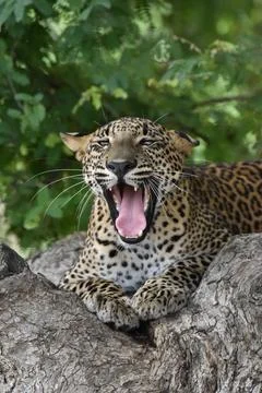 "Big Laugh" - Funny Leopard Expression Stock Photos