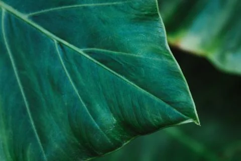 Big leaf background image taken in tropical forest of Hawaii Stock Photos