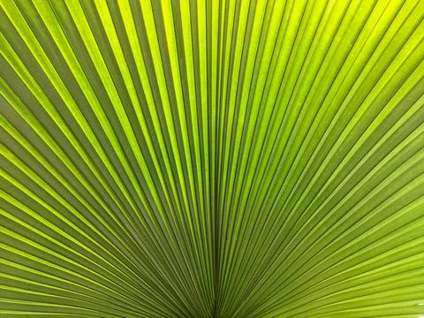 Big Leaf Background Stock Photos